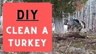 How to Clean a Wild Turkey | DIY Removing Meat from a Wild Turkey | Gutless Turkey Method
