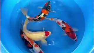 Unikoi - Japanse koi kopen - YAG-003/2024