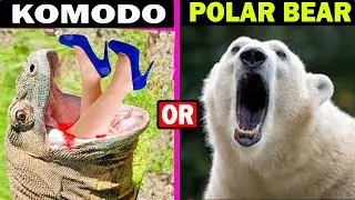 Would You rather Be attacked By komodo or Polar Bear | komodo dragon vs polar bear