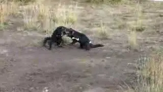 Tassie Devils Fighting