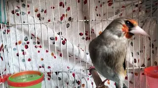 Gold Finch Nice Power Singing