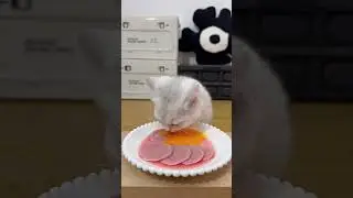 cat eat meatslices 🥩🥚🍳|cat eating sliced meat 🐓| ASMR cat mukbang #cat #cats