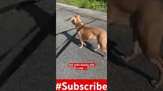 DayInTheLifeW/ (zbkennel) 🐶vs🦀#youtubeshorts #foryou #youtuber #dog #viral #viralvideo #zbk #crabs