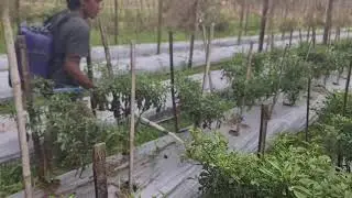 INNOVATIVE FARMING TOOL HELPS FARMERS MASTER CHILI FERTILIZATION! -Agriculture Farming