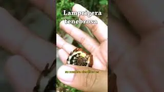 Las luci&eacute;rnagas son escarabajos