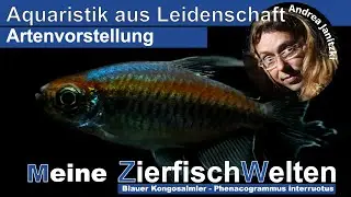 Meine ZierfischWelten   Blauer Kongosalmler Phenacogrammus interruptus
