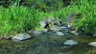 Mountain Forest Stream Flowing Water, River White Noise for Sleep, Relaxing Nature Sounds and Birds