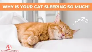 Does My Cat Sleep Too Much? (How long should cats sleep?)