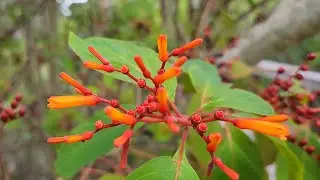 Hamelia Patens Mexican Firebush,  Hummingbird Bush or Scarlet Bush