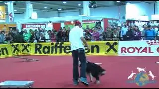 Trickdog Lukas & Falco - Tiermesse Mensch & Tier