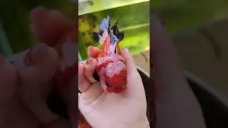 I can't figure it out. Why do the fish you keep always die?#fish #goldfish #koi #animal