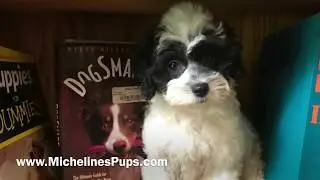 Lasa Poo Pups In Florida with Micheline