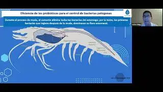 Webinar #3 Uso de Biorremediaci&oacute;n y Probi&oacute;ticos en el Cultivo de Camar&oacute;n Marino 🦐