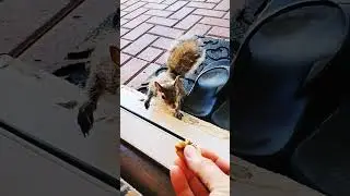 Белки Лилу и Мадонна 🐿️🐿️ #белки #белка #дикаяприрода #милая