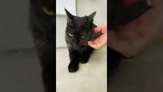 Мама общается с чаузи Мартой по душам 😸 | Mom talks by heart with Chausie Martha 😸