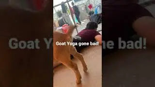 Goat Yoga goes way badly.