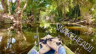 Kayak Fishing for Bullseye Snakehead in Skinny Urban South Florida Canals!!!