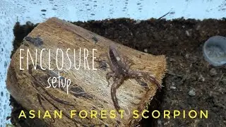 Asian Forest Scorpion | Setting up the enclosure | Simple setup