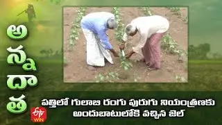 Application of Gel to cotton crop to prevent pink bollworm | ETV