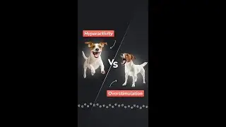 Hyperactive Dog Signs vs Overstimulated Puppy