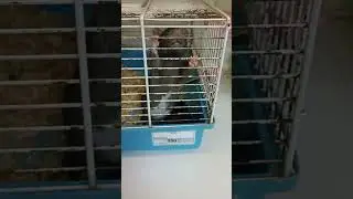 Берём крыску за 350р?☺️