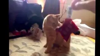 Tango Drunk on the Nip - Cutman Plays