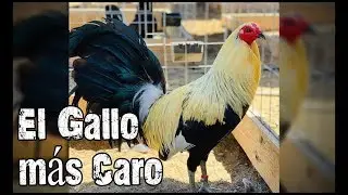 El gallo que más me ha costado
