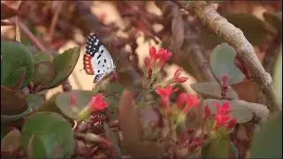 Red Pierrot or Talicada Talicada nyseus