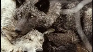 Wolves In The Throne Room - 