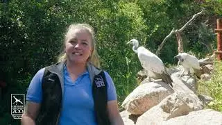 Happy International Vulture Awareness Day!