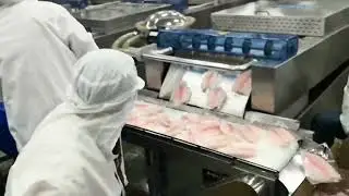 Customer factory video：Tilapia packaging production line Thermoforming packing machine line#machine