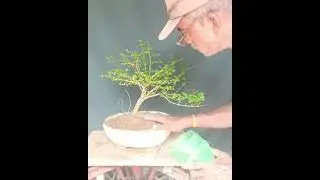How making a Premna microphylae bonsai. 