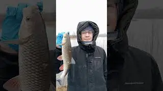 Язь 900 гр, голавль 800 гр, подуст 700 гр.