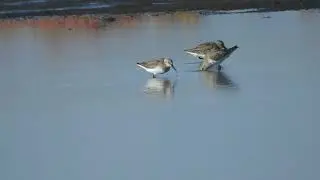 limicoli nel salicornieto