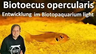 SANDH&Uuml;GEL-ZWERGCICHLIDEN - Wie geht es den BIOTOECUS OPERCULARIS im Biotopaquarium light?