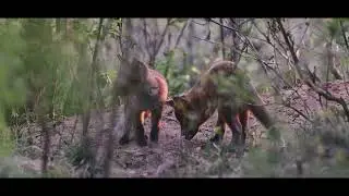 Młode liski | Fox cubs | NIKON Z8