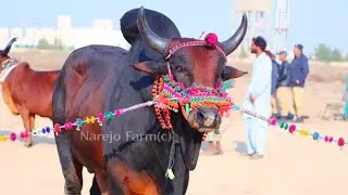 Sindh Livestock Expo 2020 Hyderabad | Documentary