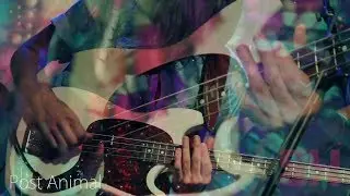 Post Animal - Swamp Fruit (LIVE at Constellation Room)