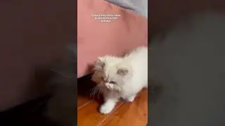 Sumjh gay naa ??...#c#cat#catlovers#lovel#lovevideos#trending#trendingvideosf#foryou#fuzzyy