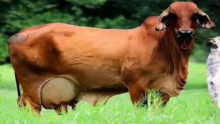 Worlds Heaviest Weight American Brahman Cow Video Documentary By AJ Cattle info