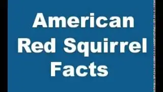 American Red Squirrel Facts   Facts About American Red Squirrels