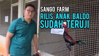 🔴Latest Sango Farm Material - Boy Sango Review