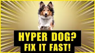 Overexcited Dog? Do THIS Before Training!