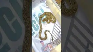 Marble Super Dwarf Retic #reticulatedpython #retic #snake #reptiles