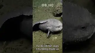 The Blobfish | Diving into the Deep Ocean's Weirdest, Ugliest, and Most Mysterious Creature!