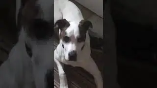 S1 E1 Staring Contest with my DOG