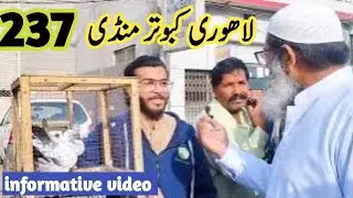 237) lari adda kabootar mandi || lahore sunday birds market || new update price??