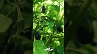 Strong Roots, Productive Harvests with AWI Fertilizers! 🌱🚜