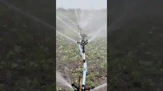 Installing Sprinkler irrigation for onions farming  #shorts  #short  #trending #youtubechamps