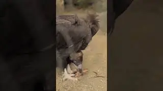 Facts About Vultures #wildocs #wildlife #birds #vultureisland #vulture #wildlifedocumentary